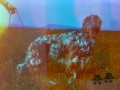 Setter Anglais PALAZIENSIS PEPE Setter Anglais PALAZIENSIS PEPE